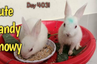 Day 403! Cute bunny Candy & Snowy eating at morning & playing!  Baby rabbit playing!