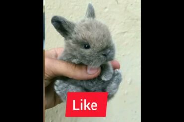 Do you love bunny or rabbits ? #bunny #rabbits #cuterabbit cuterabbit #babyrabbit babyrabb #rabbits