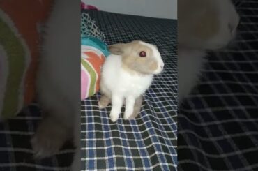 cute Rabbit #assamkrishitv #khargosh #rabbit #bunny