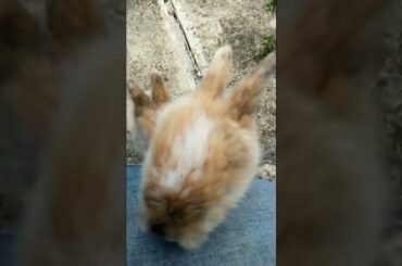 CUTE BUNNIES LOVE ME