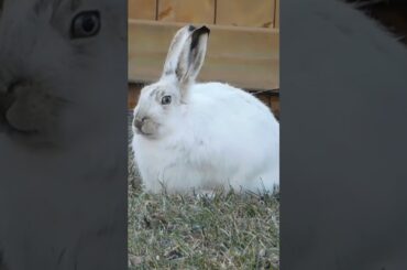 Cute Rabbit #shorts