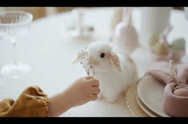 cute bunny/cute rabbit #shorts