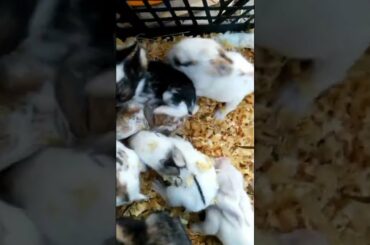 AMAZING 10 DAYS OLD CUTE BUNNIES SHORT