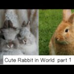 Baby Rabbit - Cute and Funny Rabbit Videos Compilation#bunny
