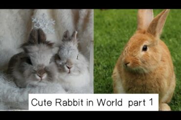 Baby Rabbit - Cute and Funny Rabbit Videos Compilation#bunny