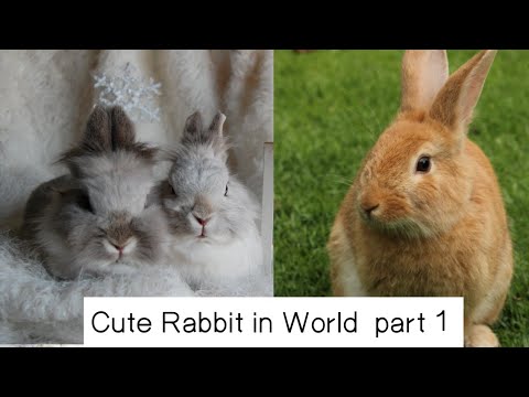 Baby Rabbit – Cute and Funny Rabbit Videos Compilation#bunny Baby Rabbit - Cute and Funny Rabbit Videos Compilation#bunny