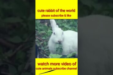 most cute rabbit eating chips & other grass #shorts #rabbit #cuteAnimals #cutepieAnimals