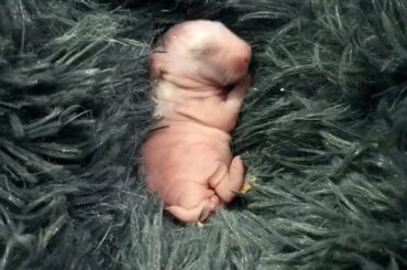 Baby Bunny Breast Feeding,Cute Daily Video.