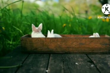 CUTE BABY RABBIT VIDEOS-BABY ANIMAL VIDEO compilation (2022).