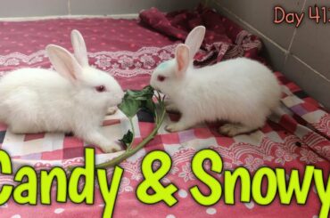 Day 413! Cute Baby Bunny Candy & Snowy Playing Together!  Rabbits like to play & funny activities!