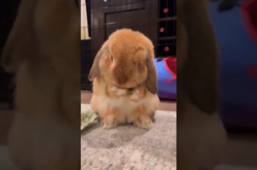 Rabbit Video #short #shorts #rabbit #bunny #animal #animals #cuteanimals #pet #pets #cute #baby
