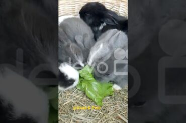 cute bunny##bunny ##khorgosh ##rabbit ##@Asad & Pets