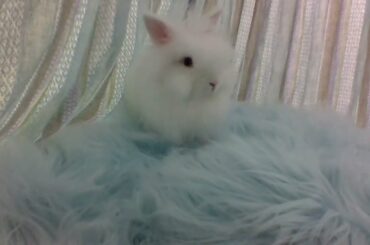 Cute Bunny Playing With Relaxing Music