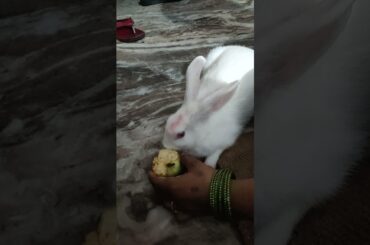 cute baby #reels #short #viral video #rabbit #subscribe  #funny  #shortvideo #share