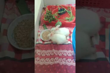 #e49 so cute bunny eating #shorts