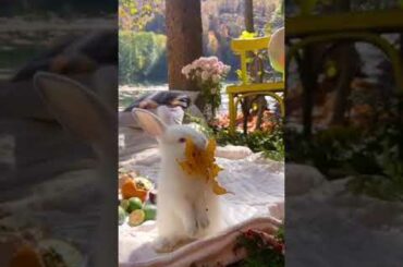 Wow cute baby rabbit #shorts