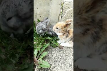 CUTE BUNNIES EATING ACTIVITY VIDEO