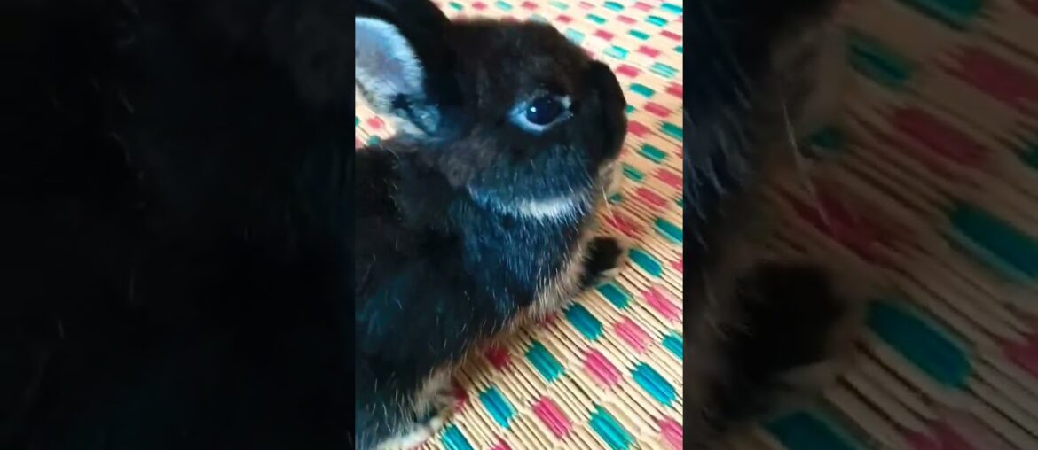 Cute Black Baby Rabbit #short #shorts #rabbit #bunny #animal #animals #pet #pets #cuteanimals #cute