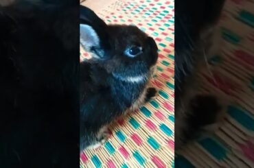 Cute Black Baby Rabbit #short #shorts #rabbit #bunny #animal #animals #pet #pets #cuteanimals #cute