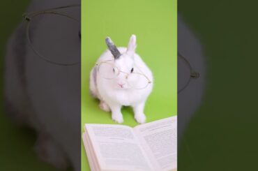 Cute Rabbit read book. #shortfeed