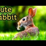Funny and Cute Baby Bunny Rabbit Video - Baby Animal Video Compilation (2022)