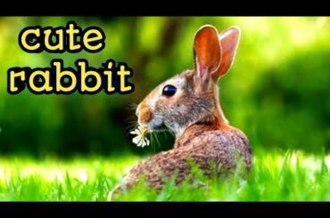 Funny and Cute Baby Bunny Rabbit Video - Baby Animal Video Compilation (2022)