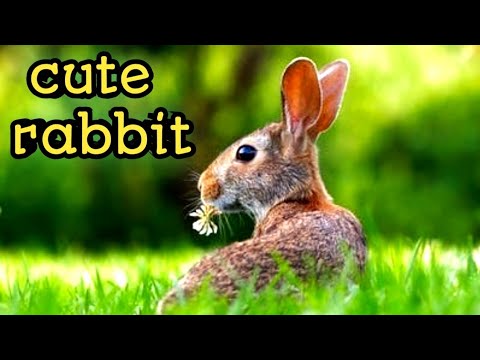 Funny and Cute Baby Bunny Rabbit Video - Baby Animal Video Compilation (2022)