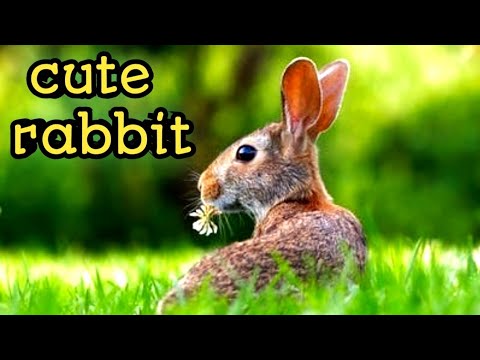 Funny and Cute Baby Bunny Rabbit Video – Baby Animal Video Compilation (2022) Funny and Cute Baby Bunny Rabbit Video - Baby Animal Video Compilation (2022)