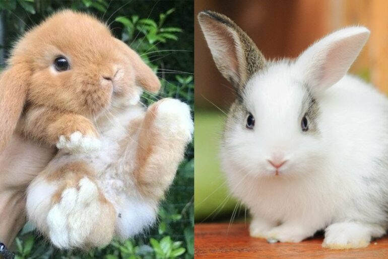 Aww  Cutest Baby Bunny Rabbit Compilation #14 #Cute Animals