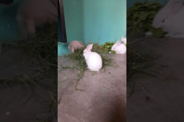 Cute Baby Bunny Eat Breakfast #shorts #bunny #rabbit