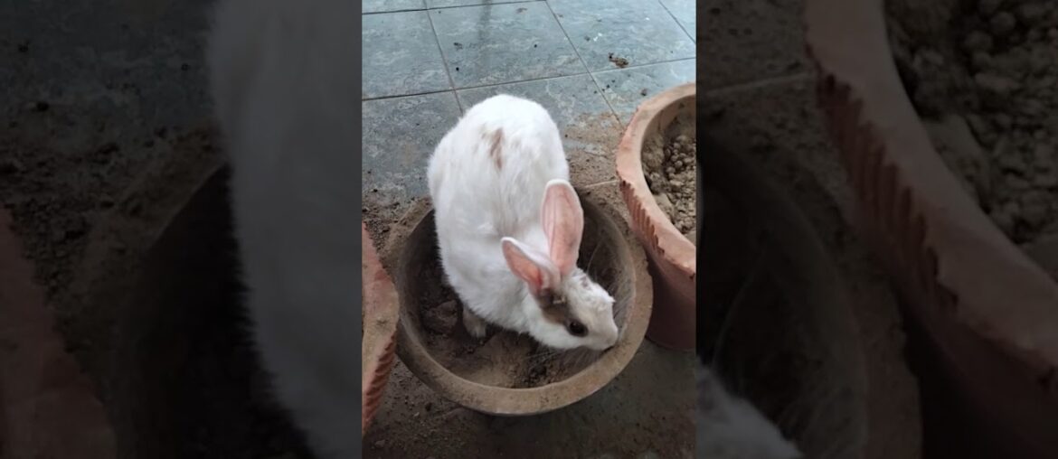 The best moments of my pet | my cute bunny rabbit Oreo digging hole | body language