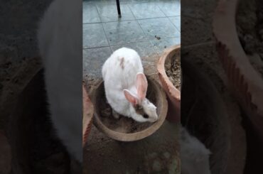 The best moments of my pet | my cute bunny rabbit Oreo digging hole | body language