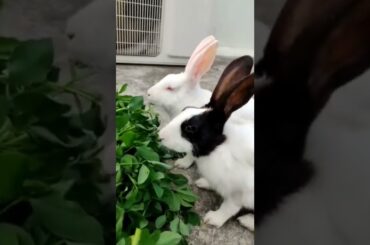 buy or adopt cute bunny baby#cutebunny #bunny #loveanimals
