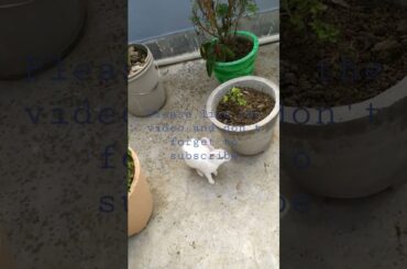 cute rabbit #short #shortvideo #cute #short #rabbit #cute