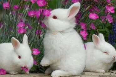 cute baby rabbit screaming Video Compilation 2022 || Cute Pet Animals.