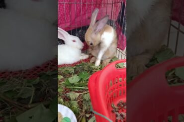 #e57 cute bunny funny activities #shorts