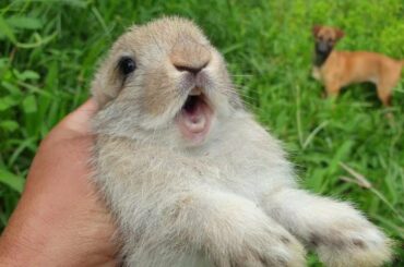 Saved another screaming wild baby bunny