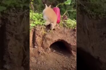 Cute bunny rabbits eating #rabbit #shorts