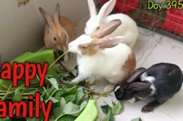 Day 395! Funny Rabbits Video! Cute bunny rabbits eating grass & playing fun fully!  Happy Rabbit!