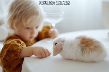 Cute baby Rabbit | Beautiful Rabbit