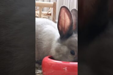 cute rabbit eating the food #shorts #youtubeshorts