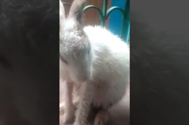 cute rabbit bathing after brooming