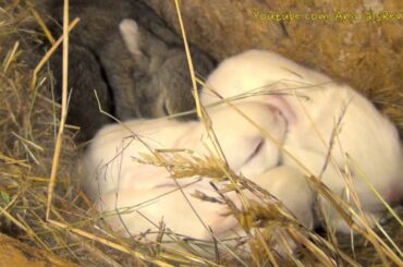 Cute Baby Bunny Rabbits