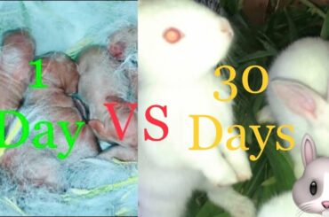 Cutest Baby Bunnies || Rabbit Kits || Newborn to 30 Days #timelapse #bunnies