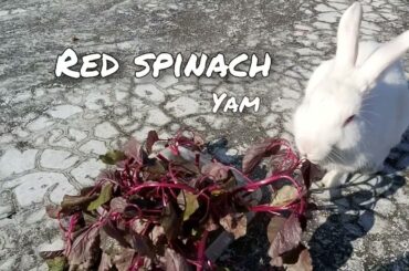 Cute Bunny eating crunchy food delicious | Bunny  ASMR | #bunny #asmr #trending