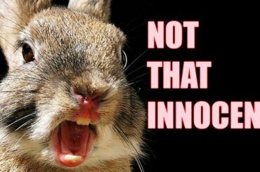 How Rabbits Choose Who They Kill