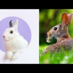 Cute Bunny Rabbit video - Cute Baby Rabbit Video Compilation ||