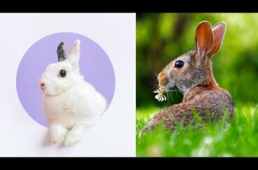 Cute Bunny Rabbit video - Cute Baby Rabbit Video Compilation ||