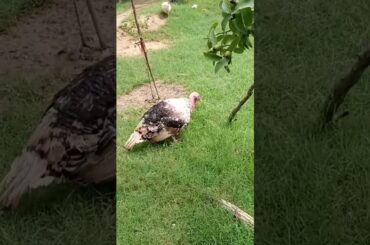 Funny and Cute Baby Bunny Rabbit Videos - Baby Animal Video Compilation