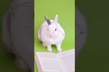Cute rabbit funny video #shorts #love #status